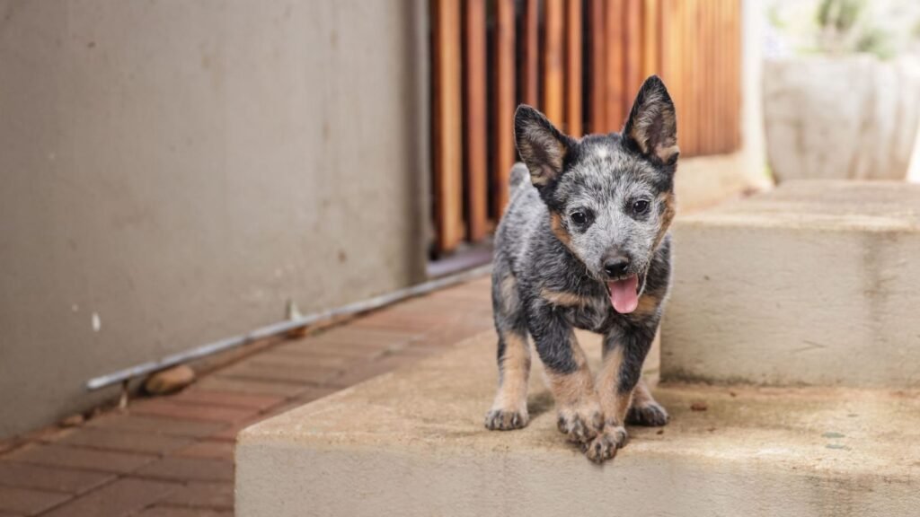 Ultimate Puppy Learn Games: Tips for Training Your Puppy Step by Step — ultimate puppy learn games tips for training your pup