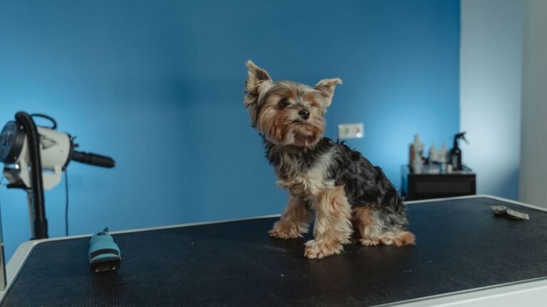 Best Puppy Grooming Caddy for Home — best puppy grooming caddy for home