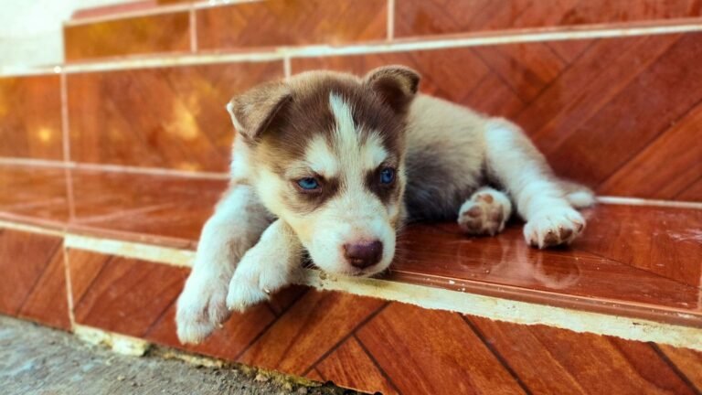 Best Puppy Storage Organizer for Stairs — best puppy storage organizer for stairs