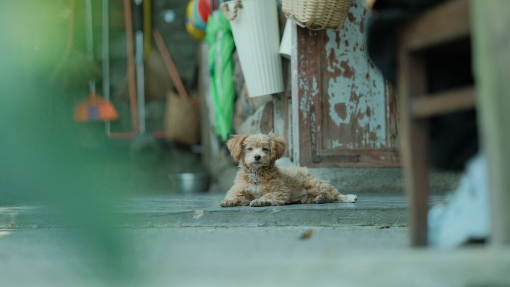Fixing a Messy Puppy Supply Area: A Simple 30-Minute Reset — fixing a messy puppy supply area