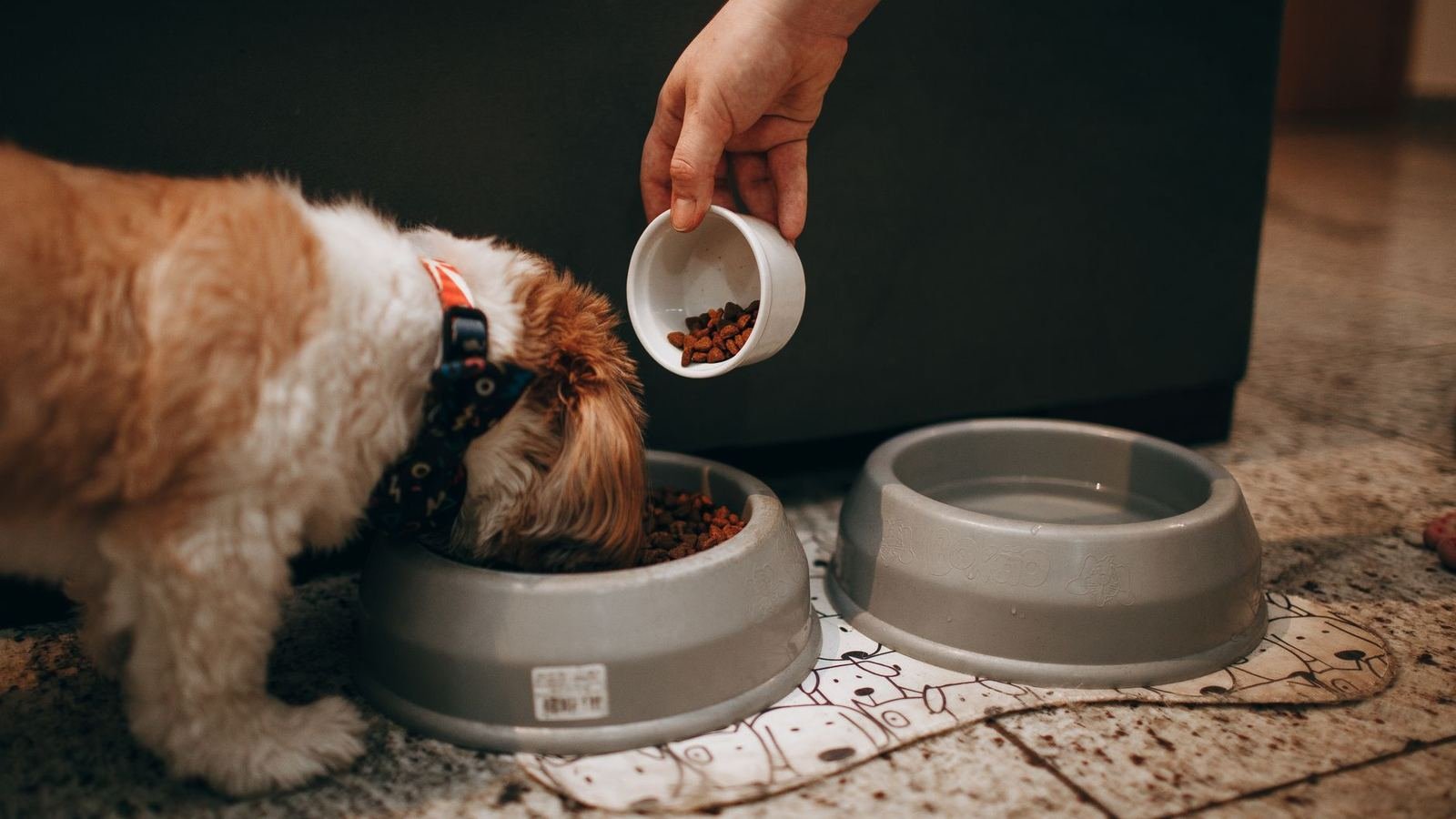 Fixing Puppy Supply Storage in Small Homes — fixing puppy supply storage in small homes