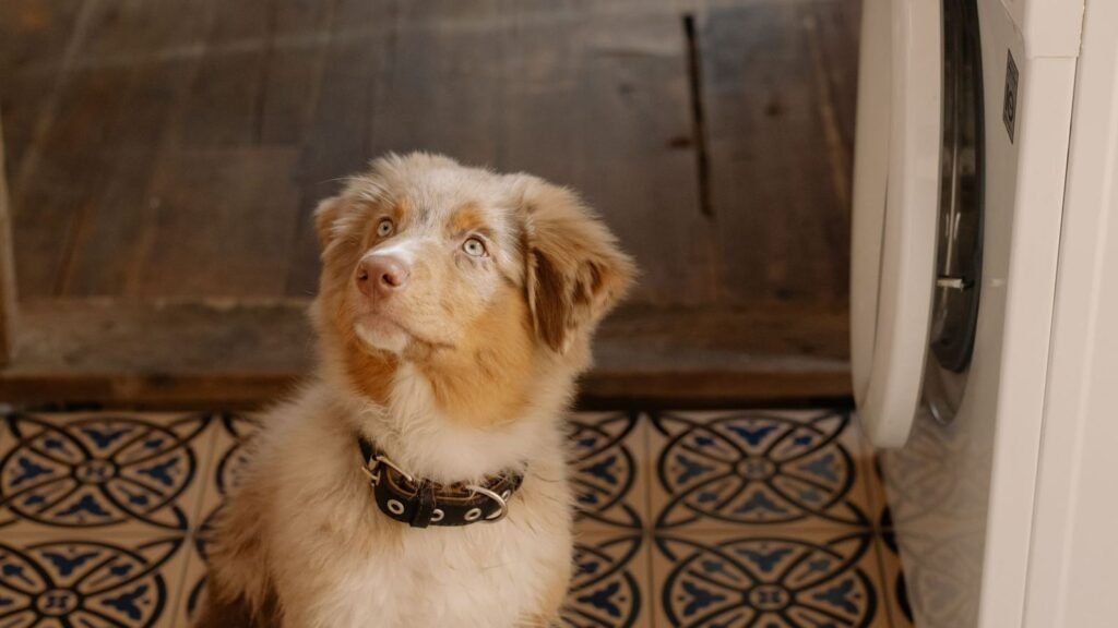 How to Create a Puppy Cleanup Station That Makes Messes — how to create a puppy cleanup station