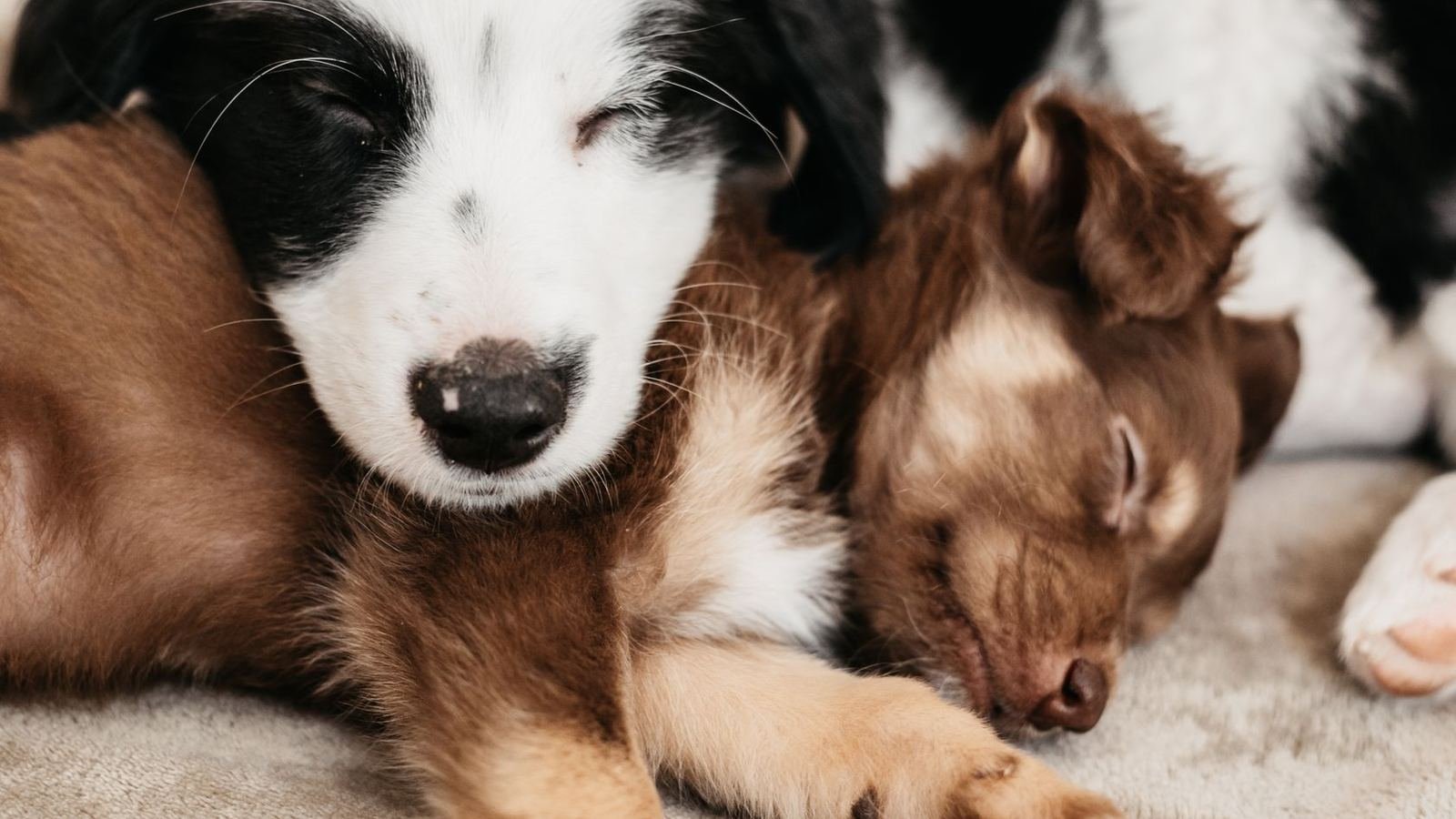 How to Keep Puppy Cleanup Tools Together Without — how to keep puppy cleanup tools together