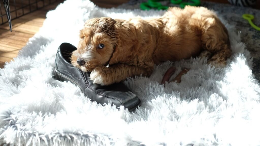 How to Organize Puppy Supplies for Busy Mornings — how to organize puppy supplies for busy mornings