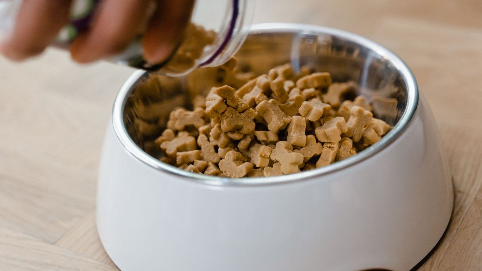 How to Store Puppy Treats for Training Without Kitchen — how to store puppy treats for training