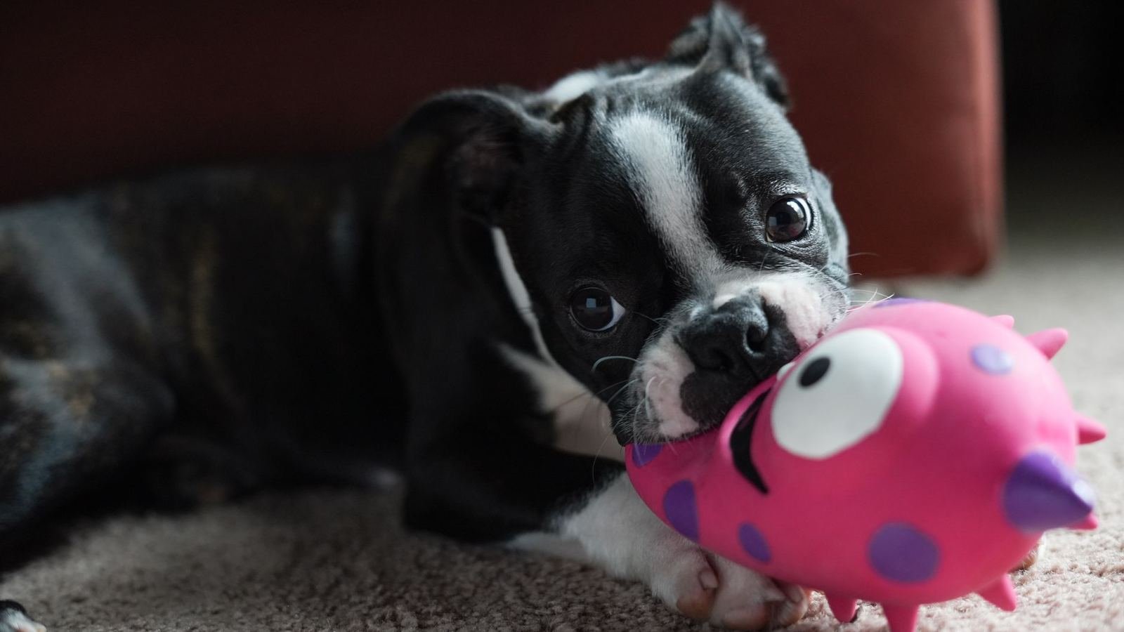 Puppy Chew Toy Storage vs Open Bin — puppy chew toy storage vs open bin