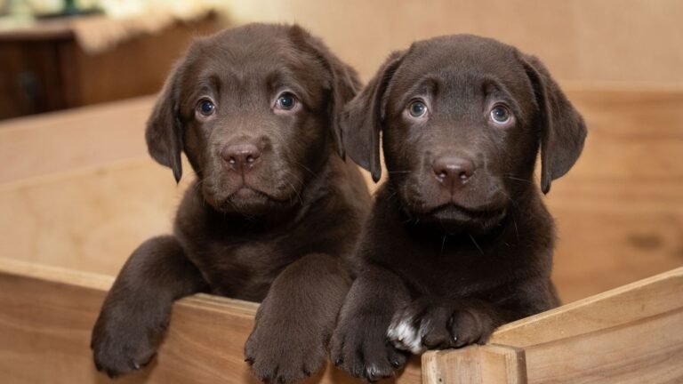 Puppy Crate Shelf vs Freestanding Cabinet — puppy crate shelf vs freestanding cabinet