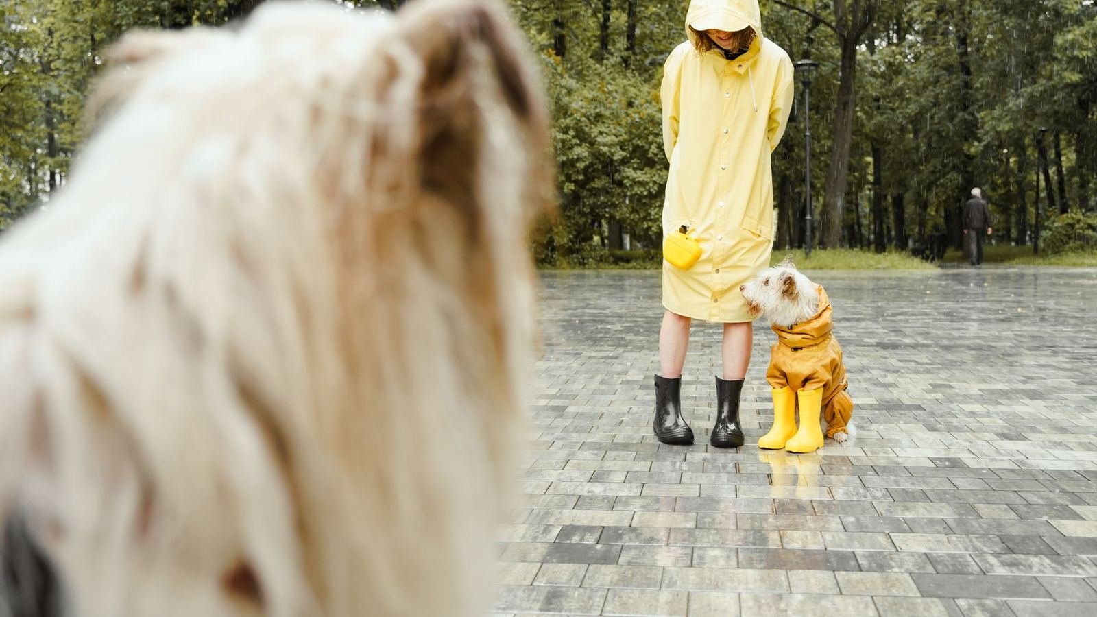 Puppy Gear Organization for Rainy Days — puppy gear organization for rainy days
