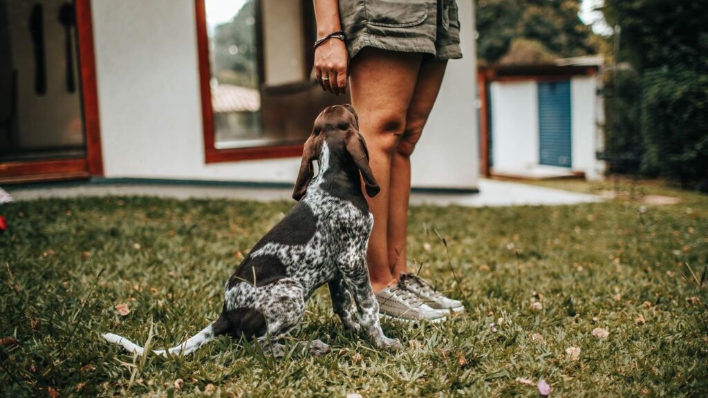 Puppy Gear Organization for Working Owners — puppy gear organization for working owners