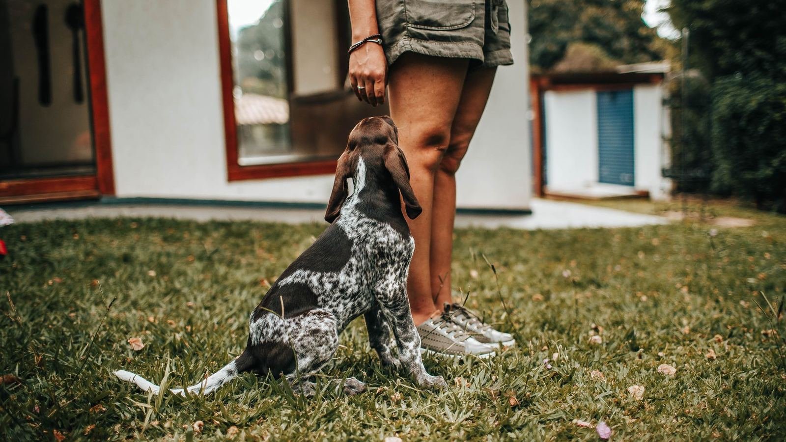 Puppy Gear Organization for Working Owners — puppy gear organization for working owners