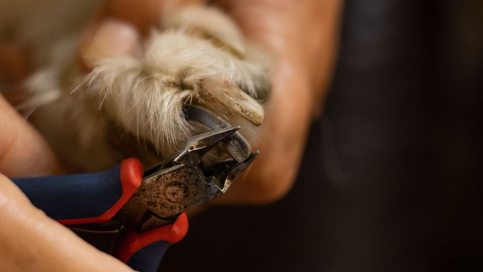 Puppy Nail Clippers: Which Ones Are Best A Simple Zigzag — puppy nail clippers which ones are best zigzag