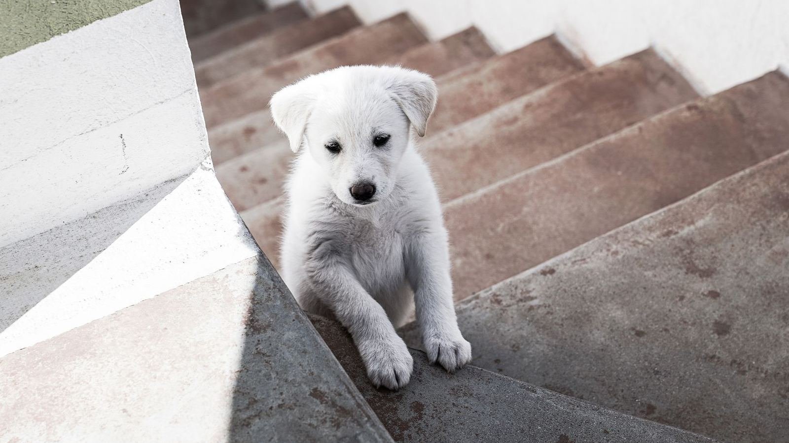 Puppy Storage for Homes With Stairs — puppy storage for homes with stairs