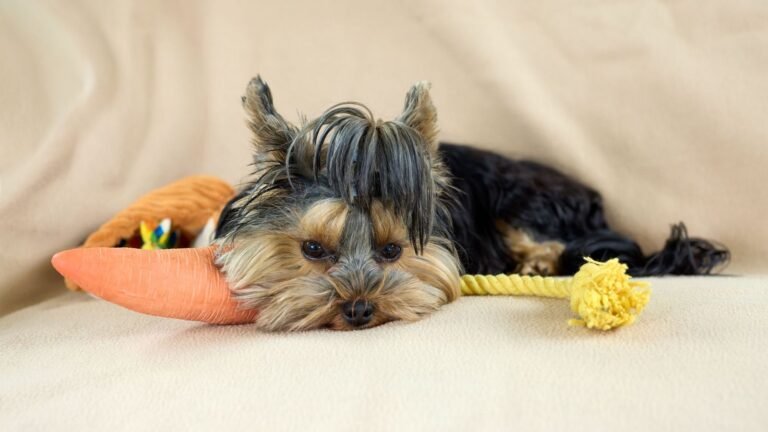 Puppy Supplies Organization on a Budget — puppy supplies organization on a budget